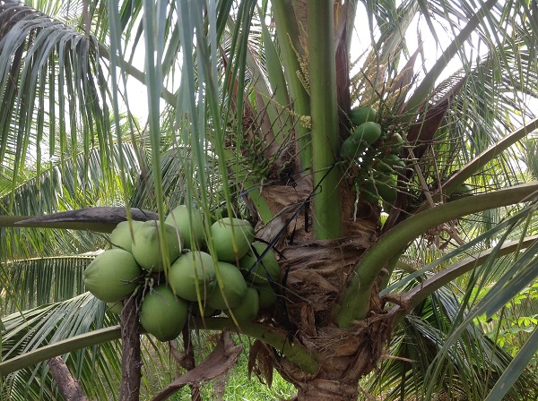 Coconut farm tours in Vietnam for British visitors