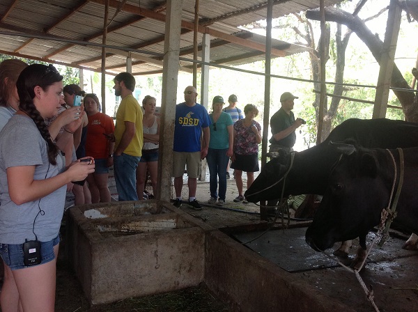 Vietnam milk cow farm tour from South Dakota State University
