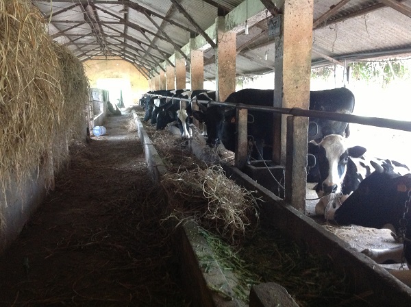 Milk Cow farm tour to Vietnam from UK, US, Aus
