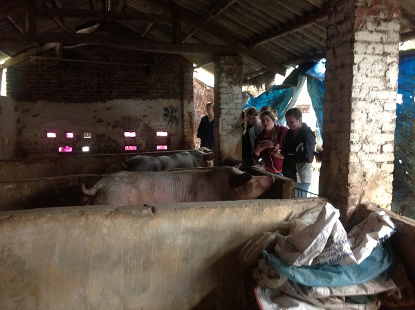 Pig farm to see on Vietnam tour packages from Australia