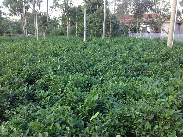 Vietnam tea farm tour from Australia