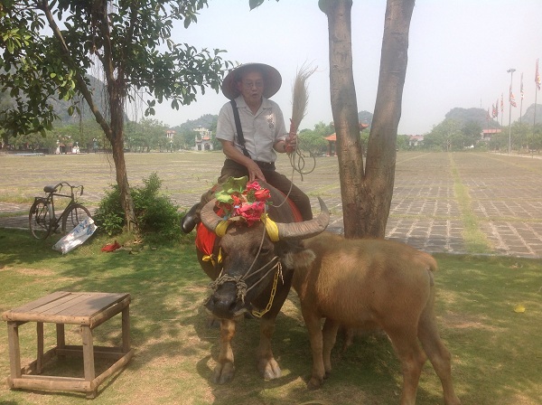 Friendly buffalo on Vietnam Hanoi travel