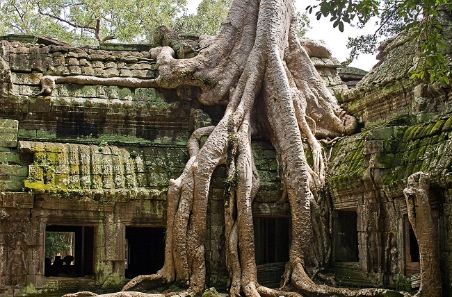 Plan your package tour Cambodia  2020 & 2021, visit Ta Prohm temple in Angkor Wat complex