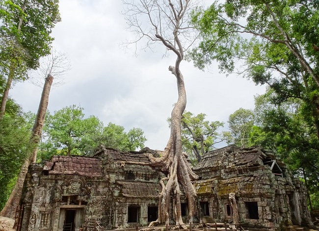 Plan your package tour Cambodia  2020 & 2021, visit Ta Prohm temple in Angkor Wat complex