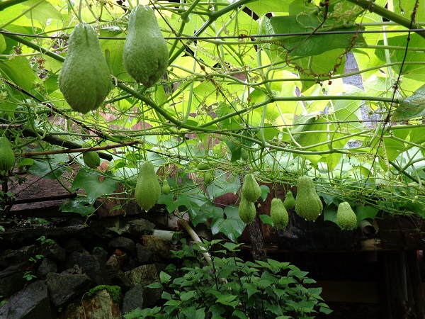 chayote farm to see on vietnam holiday packages  from australia