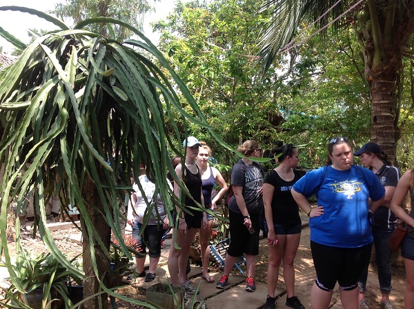 Dry Dragon fruit farm tour in Vietnam for international farming group