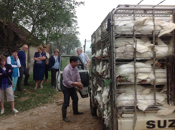 Duck farm tours vietnam