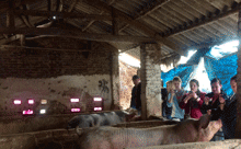pig farm tour vietnam