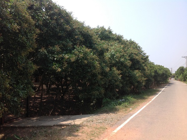 Longan fruit farm tour in Vietnam for international group