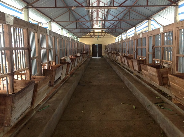 Goat raising on Vietnam farm trip for international group