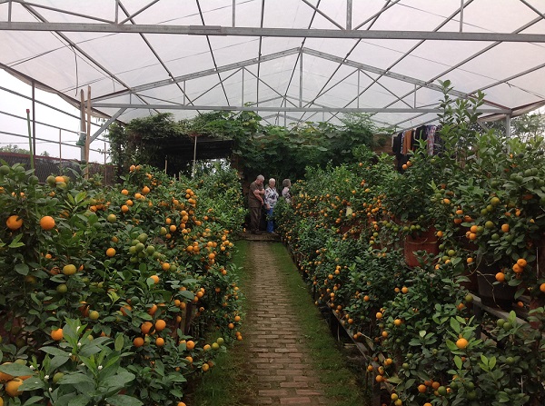 kumquat farm on Vietnam  tours from UK, Australia