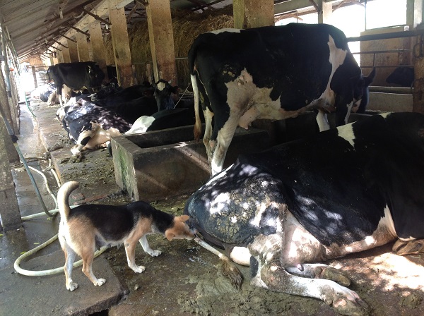 Milk cow farm for international farmer trips to vietnam