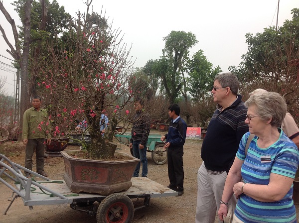 Peach flower farm tour Vietnam