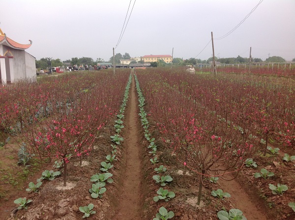 Peach flower farm to see on their  vietnam holiday packages from UK