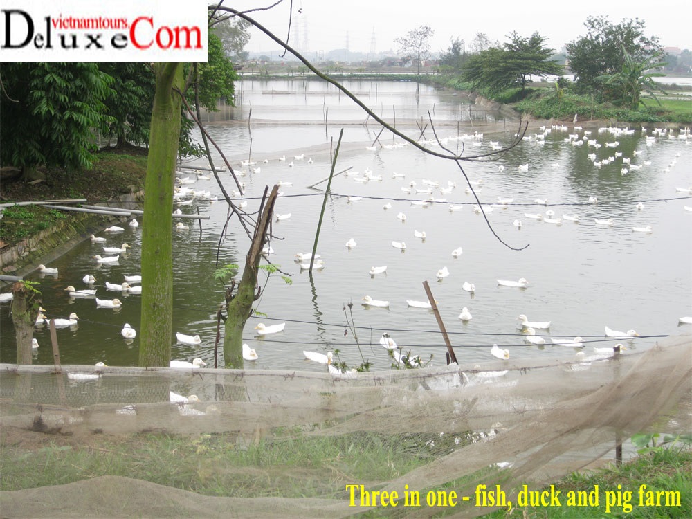 SDARL visit a duck farm in Hanoi Vietnam