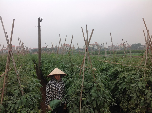 Vegetable farm tour Vietnam