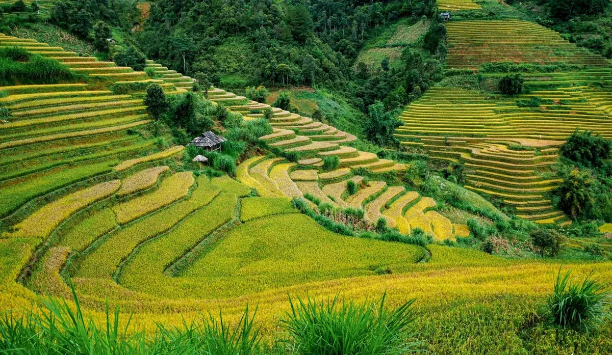 Dramatic, rolling green terraced rice fields winding up the misty mountainsides of Sapa.