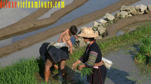 Sapa Vietnam Tours from UK - Britain