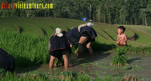 vietnam sapa